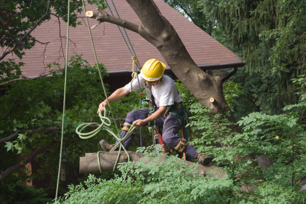 Best Palm Tree Trimming  in North Syracuse, NY